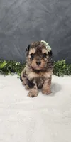 Archie, a male Poodle - Miniature  for sale in Coldwater, MI – 1 of 6