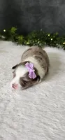 Grace , a female Miniature Australian Shepherd for sale in Coldwater, MI – Photo 6 of 7