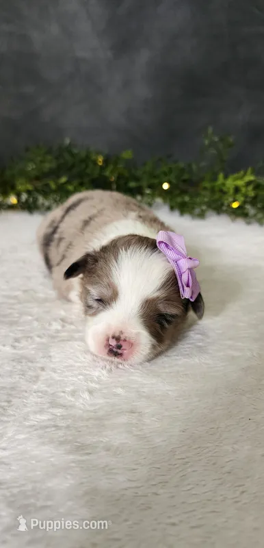 Grace  – Miniature Australian Shepherd puppy for sale in Coldwater, MI