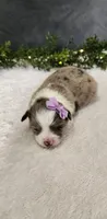 Grace , a female Miniature Australian Shepherd for sale in Coldwater, MI – Photo 3 of 7