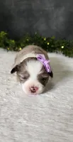 Grace , a female Miniature Australian Shepherd for sale in Coldwater, MI – Photo 4 of 7