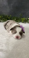 Grace , a female Miniature Australian Shepherd for sale in Coldwater, MI – Photo 2 of 7