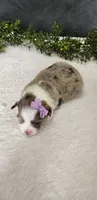 Grace , a female Miniature Australian Shepherd for sale in Coldwater, MI – Photo 7 of 7