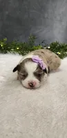 Grace , a female Miniature Australian Shepherd for sale in Coldwater, MI – Photo 5 of 7