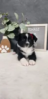 Faith, a female Miniature Australian Shepherd for sale in Coldwater, MI – 3 of 7