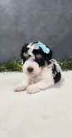 Benjie, a male Poodle - Miniature  for sale in Coldwater, MI – 5 of 7