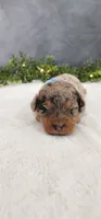 Max, a male Poodle - Miniature  for sale in Coldwater, MI – 6 of 6