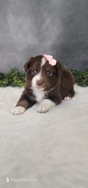 Daisy – Miniature Australian Shepherd puppy for sale in Coldwater, MI