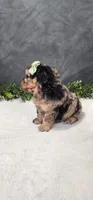Archie, a male Poodle - Miniature  for sale in Coldwater, MI – 3 of 6