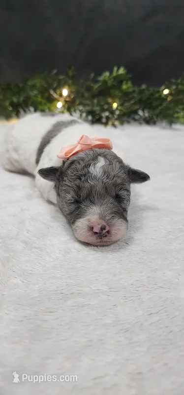 Angel – Poodle - Miniature  puppy for sale in Coldwater, MI