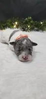 Angel, a female Poodle - Miniature  for sale in Coldwater, MI – 1 of 3