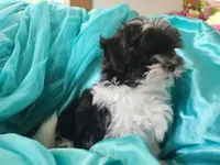 Puddles , a female Shichon for sale in Greenville, KY – 4 of 4