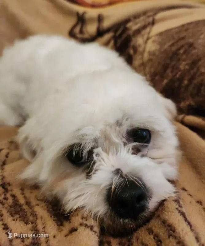 Brady – Shichon puppy for sale in Greenville, KY