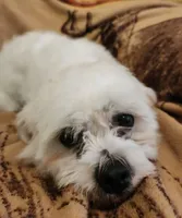 Brady, a male Shichon for sale in Greenville, KY – 1 of 5
