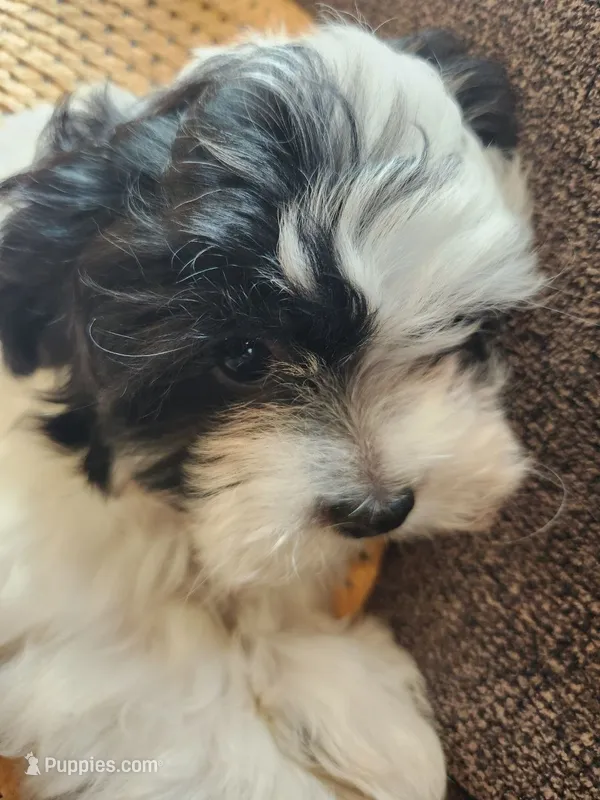 Pattycake – Shichon puppy for sale in Greenville, KY