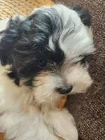 Pattycake, a female Shichon for sale in Greenville, KY – 1 of 3