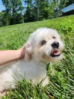 Brady, a male Shichon for sale in Greenville, KY – 4 of 5