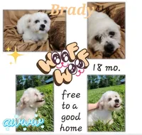 Brady, a male Shichon for sale in Greenville, KY – 3 of 5