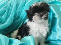 Puddles , a female Shichon for sale in Greenville, KY – 3 of 4