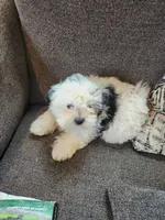 Pupcake, a female Shichon for sale in Greenville, KY – 4 of 5