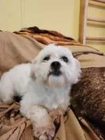 Brady, a male Shichon for sale in Greenville, KY – 2 of 5