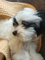 Pattycake, a female Shichon for sale in Greenville, KY – 3 of 3