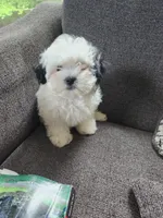Pupcake, a female Shichon for sale in Greenville, KY – 5 of 5