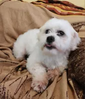Brady, a male Shichon for sale in Greenville, KY – 5 of 5
