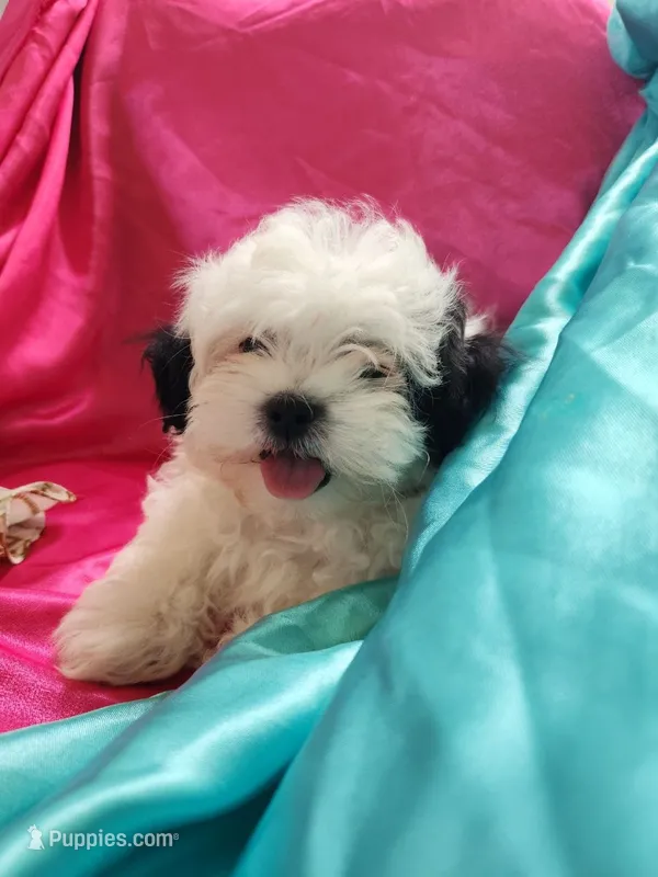 Pupcake – Shichon puppy for sale in Greenville, KY