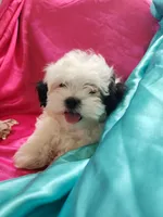 Pupcake, a female Shichon for sale in Greenville, KY – 1 of 5