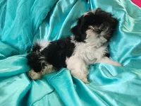 Puddles , a female Shichon for sale in Greenville, KY – 2 of 4