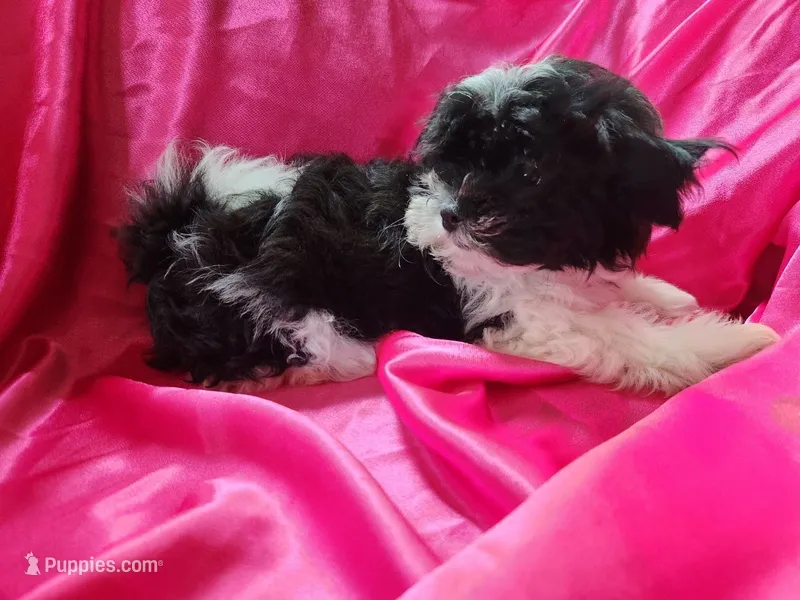 Puddles  – Shichon puppy for sale in Greenville, KY