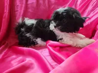 Puddles , a female Shichon for sale in Greenville, KY – 1 of 4