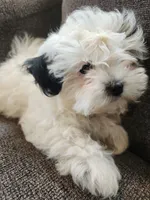 Pupcake, a female Shichon for sale in Greenville, KY – 2 of 5