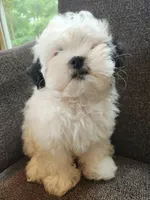 Pupcake, a female Shichon for sale in Greenville, KY – 3 of 5