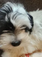 Pattycake, a female Shichon for sale in Greenville, KY – 2 of 3