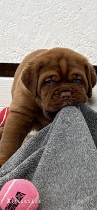 Green Male – Dogue de Bordeaux puppy for sale in Fairland, OK