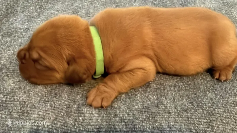 Green Male – Dogue de Bordeaux puppy for sale in Fairland, OK