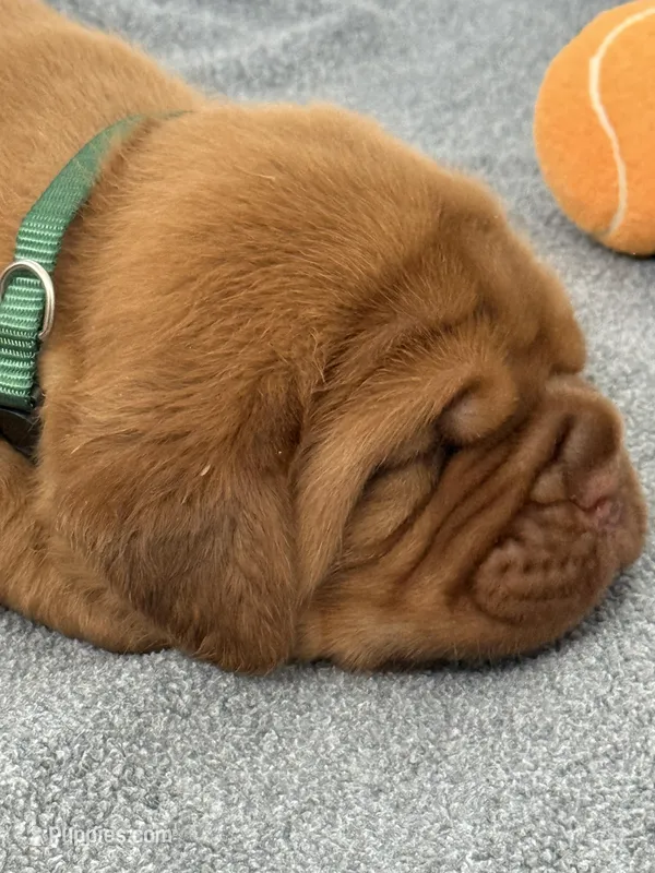 Green Male – Dogue de Bordeaux puppy for sale in Fairland, OK