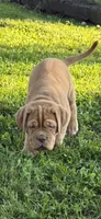 Black Collar AKC, a male Dogue de Bordeaux for sale in Fairland, OK – 2 of 10