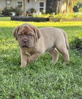Pink Collar AKC, a female Dogue de Bordeaux for sale in Fairland, OK – 7 of 10