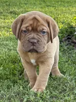 Pink Collar AKC, a female Dogue de Bordeaux for sale in Fairland, OK – 2 of 10