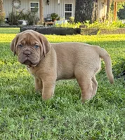 Pink Collar AKC, a female Dogue de Bordeaux for sale in Fairland, OK – 8 of 10