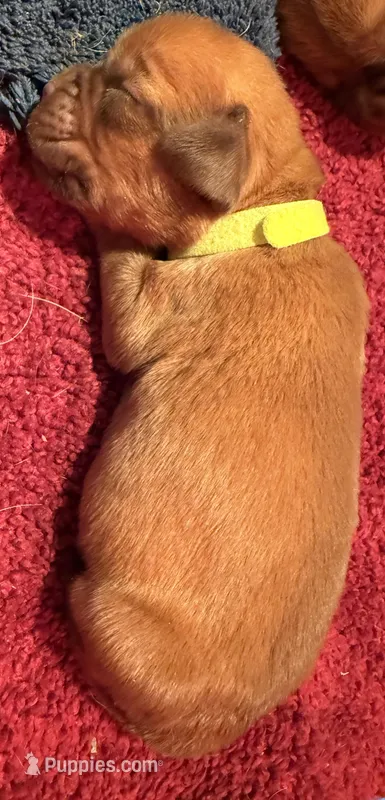 Light Green (Dinky), a female Dogue de Bordeaux for sale in Fairland, OK – Photo 1 of 6