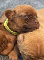 Light Green (Dinky), a female Dogue de Bordeaux for sale in Fairland, OK – Photo 2 of 6