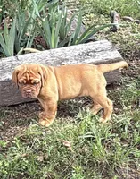 Light Green Outstanding Pedigree , a female Dogue de Bordeaux for sale in Fairland, OK – 4 of 6