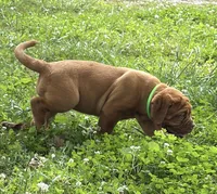 Light Green Outstanding Pedigree , a female Dogue de Bordeaux for sale in Fairland, OK – 3 of 6