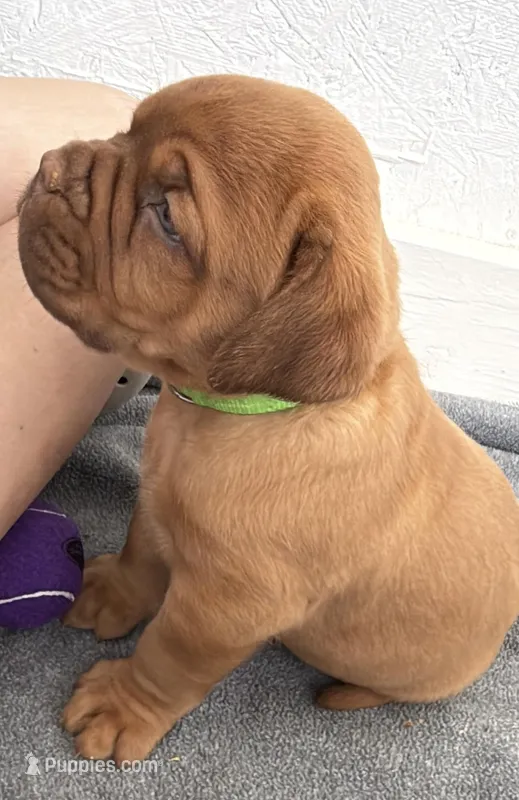 Light Green (Dinky) – Dogue de Bordeaux puppy for sale in Fairland, OK