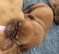 Light Green (Dinky), a female Dogue de Bordeaux for sale in Fairland, OK – Photo 5 of 6