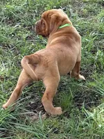 Light Green Outstanding Pedigree , a female Dogue de Bordeaux for sale in Fairland, OK – 5 of 6
